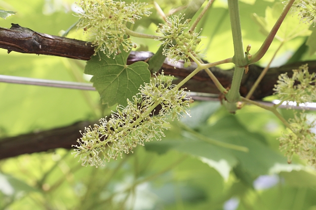 ブドウの花って見たこと有りますか デラウエアですが ケイティーのブログ はちみつの恵み マダムケティーの粂田農園